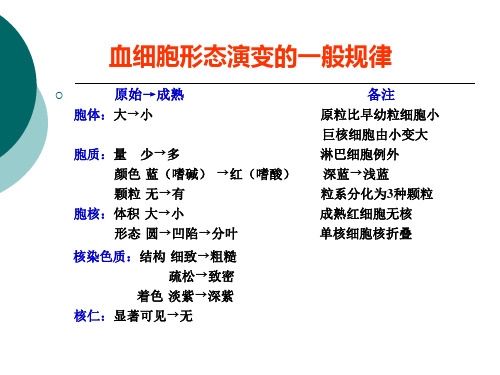 红细胞系统形态学检查