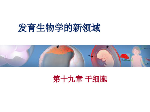 干细胞ppt课件