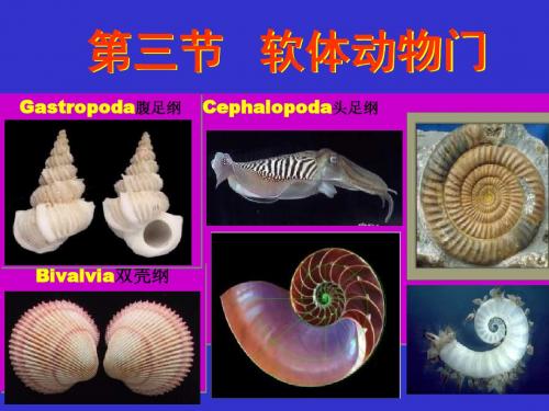 福州大学古生物与地史学第四章第三节 软体动物门