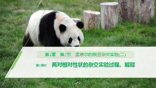 两对相对性状的杂交实验过程、解释PPT课件