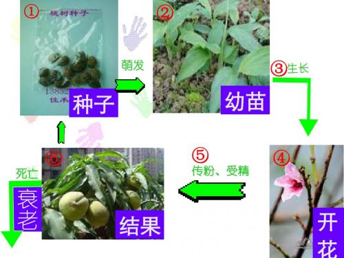 昆虫的生殖和发育