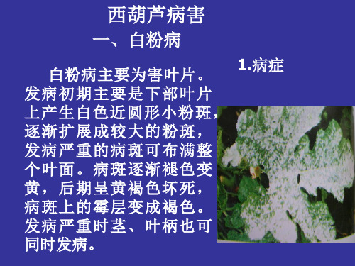 西葫芦、西瓜病害