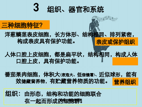 组织、器官和系统