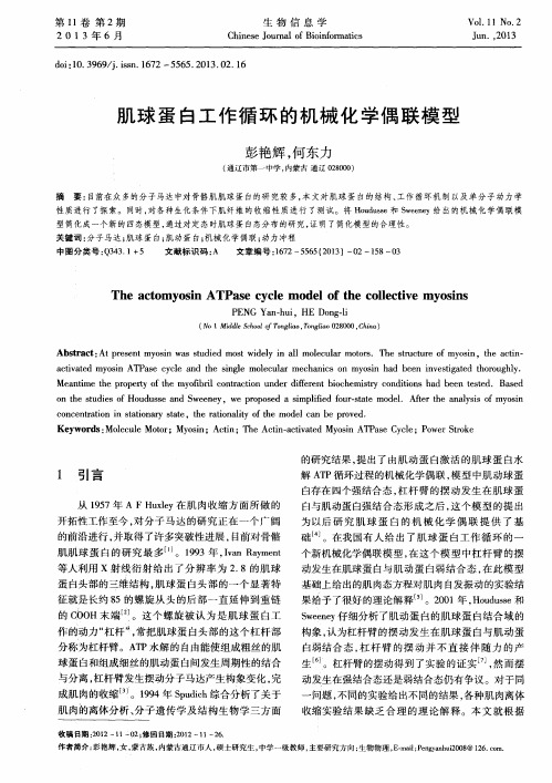 肌球蛋白工作循环的机械化学偶联模型