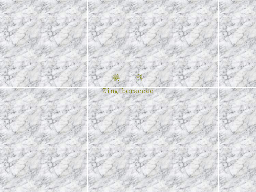 姜科Zingiberaceae