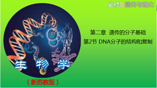 DNA分子的结构(课件)高一生物(苏教版2019必修2)