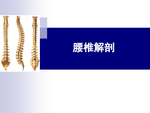 腰椎解剖