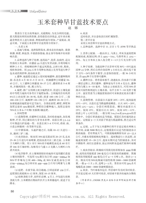 玉米套种早甘蓝技术要点