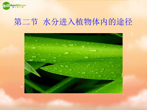 七年级生物 水分进入植物体内的途径课件 人教版