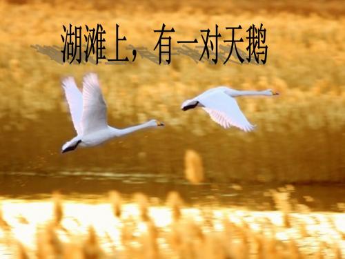 冀教版三年级语文上册《三单元  11 湖滩上,有一对天鹅》公开课课件_19