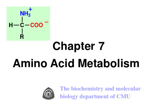 amino acids 中国医科大学生物化学课件 氨基酸 英文课件---精品资料