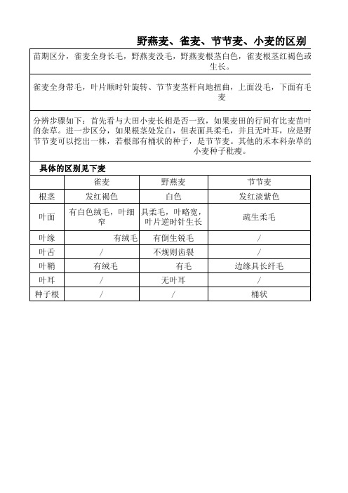 野燕麦,雀麦,节节麦,小麦苗的区别