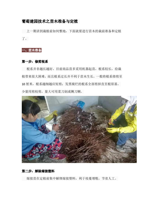 葡萄建园技术之苗木准备与定植