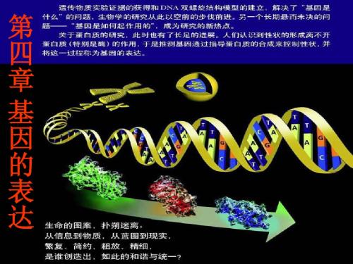 基因指导蛋白质的合成
