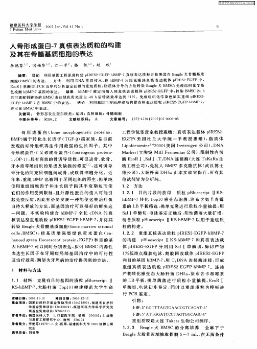 人骨形成蛋白-7真核表达质粒的构建及其在骨髓基质细胞的表达