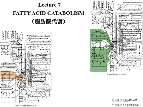 生物化学教学课件：lecture7 Fatty acid catabolism(脂肪酸代谢)