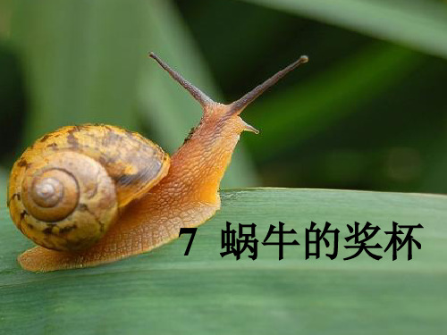 蜗牛的奖杯ppt