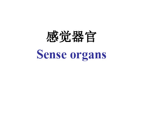 感觉器官讲义skin and sense organs