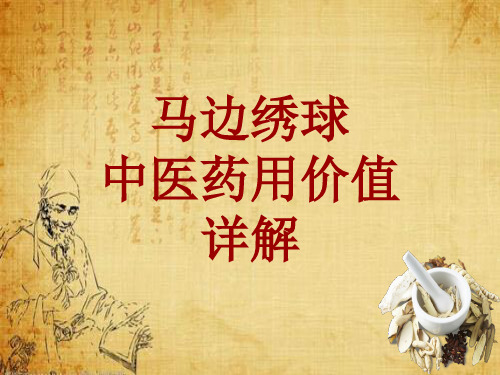 中药学_马边绣球_药材详解课件模板