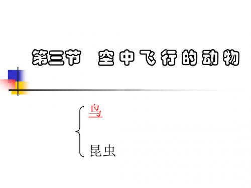 空中飞行的动物