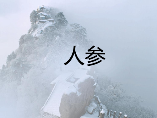 人参