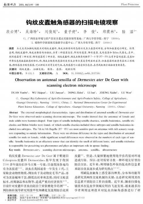 钩纹皮蠹触角感器的扫描电镜观察