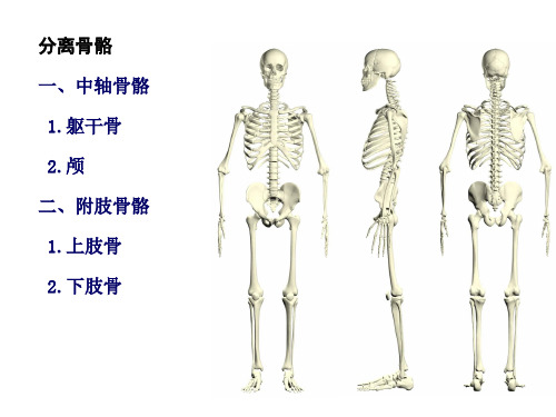 人体解剖学：2躯干骨及连结