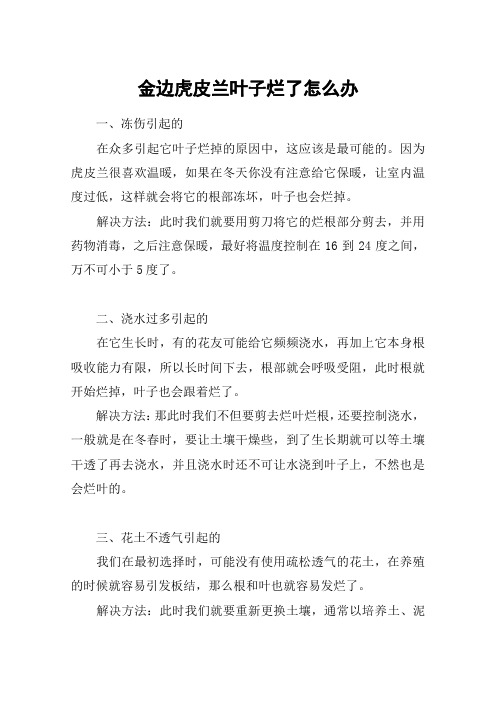 金边虎皮兰叶子烂了怎么办