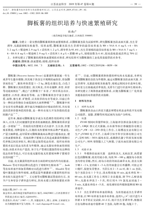 脚板薯的组织培养与快速繁殖研究