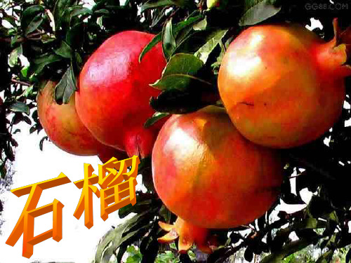 (整理版)苏教版三上语文16石榴课件