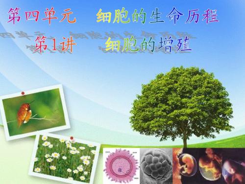 2016《金版新学案》高考生物大一轮复习课件 第四单元 第1讲 细胞的增殖