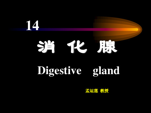 消化腺14.