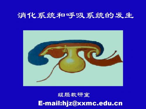 消化与呼吸系统发生