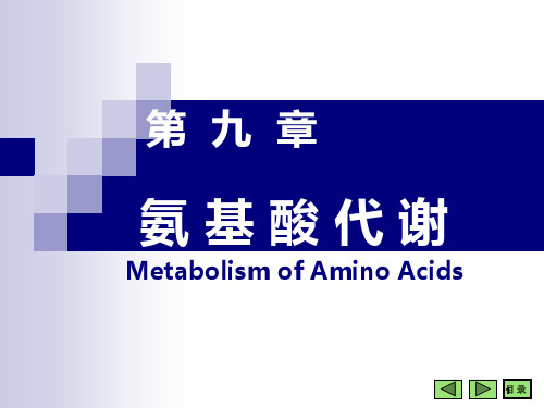 生化蛋白质代谢PPT课件