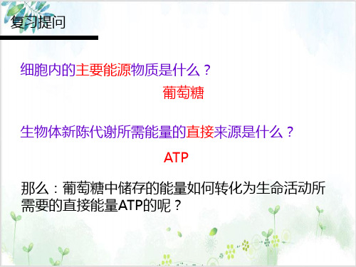 人教版+高一级+生物+ATP的主要来源-细胞呼吸PPT课件