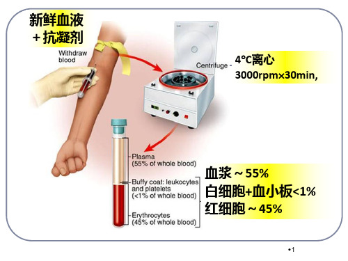 生理学血液演示PPT