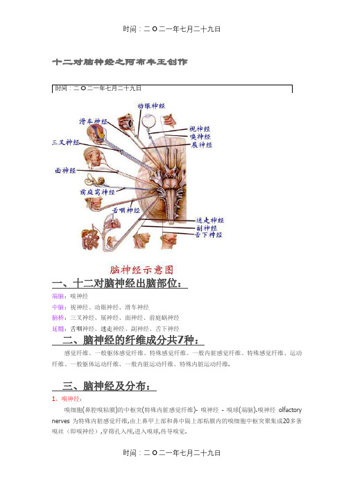十二对脑神经(附图)