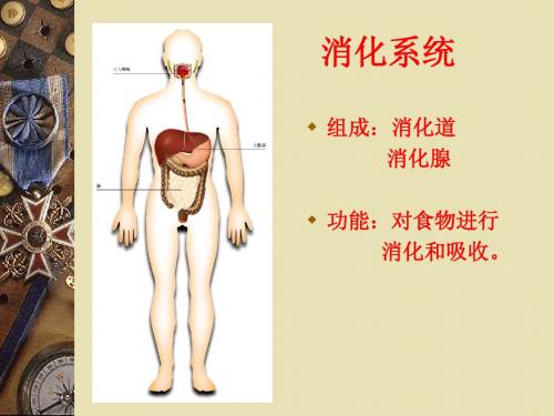 消化系统