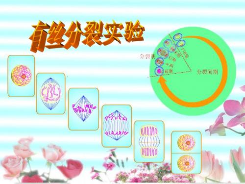 高中生物必修1实验三  观察动植物细胞的有丝