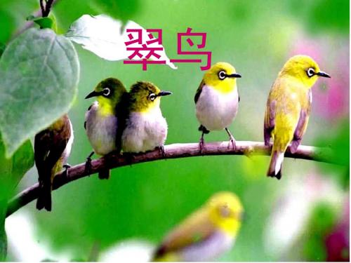 最新人教版小学三年级语文下册 《翠鸟》 ppt课件