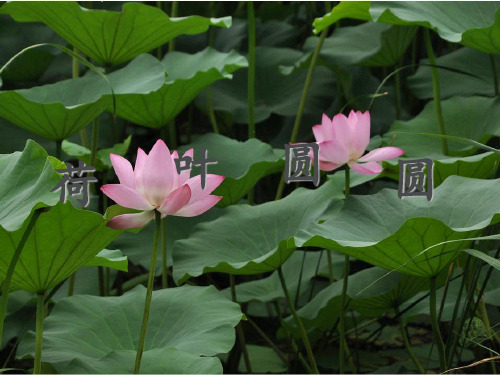部编版13.《荷叶圆圆》优质课件