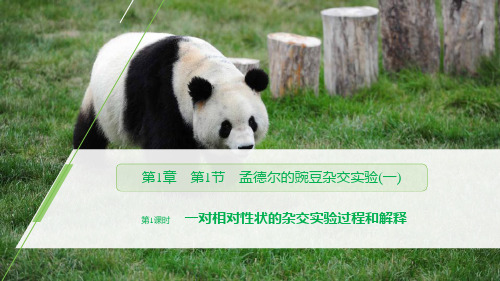 孟德尔的豌豆杂交实验(一)遗传因子的发现课件新教材(第1课时一对相对性状的杂交实验过程和解释)