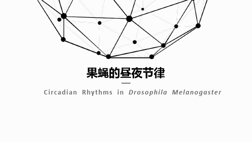 果蝇昼夜节律