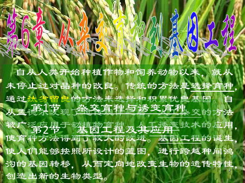 必修2第六章从杂交育种到基因工程全章