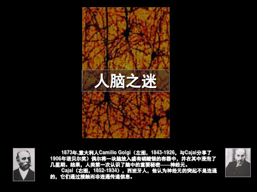 人类大脑与记忆(课堂PPT)