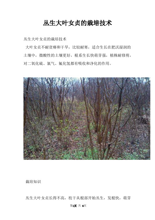 丛生大叶女贞的栽培技术