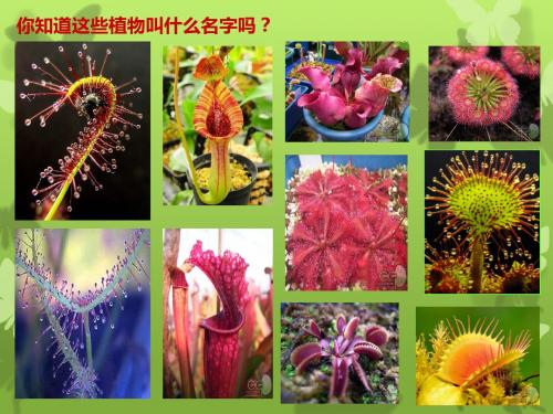 人美版小学三年级美术下册《吃虫草》教学课件