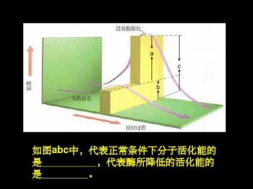 有关酶的探究实验PPT课件