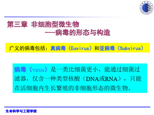 病毒的形态与构造