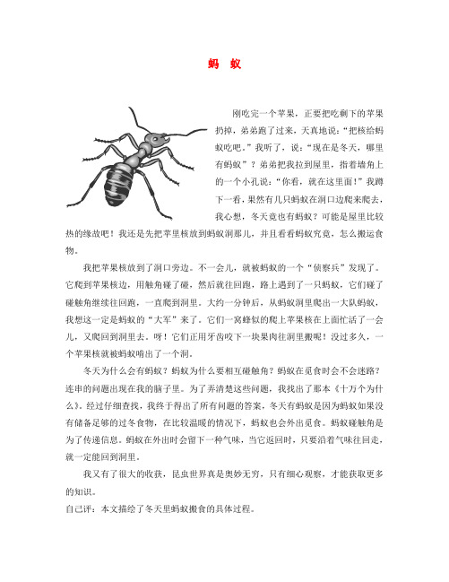 福建省三明市大田县梅山中学初中语文 蚂蚁优秀作文素材 新人教版